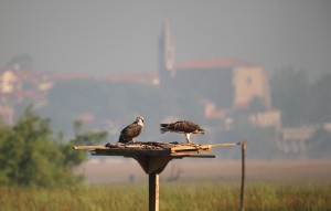 Argazkia: Urdaibai Bird Center