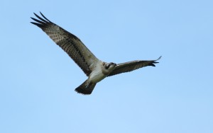 Arrano arrantzale bat, Urdaibain. Argazkia: Urdaibai Bird Center