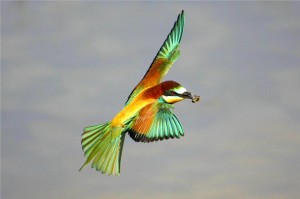 'Hegaztia erlearekin' argazkia, Sergio Gonzalezek ateratakoa