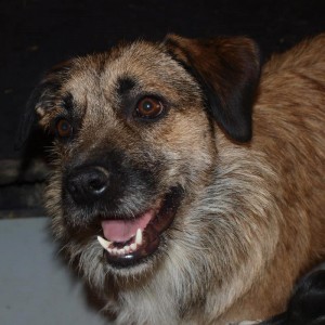 Adopzioan har daitekeen txakurretako bat