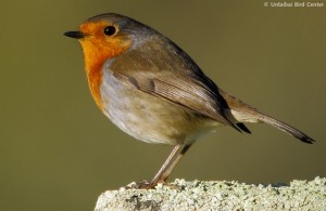 erithacus_rubecola01