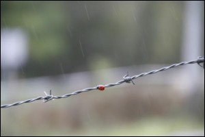 Lehiaketako argazki hoberena (Gorka Arrien)