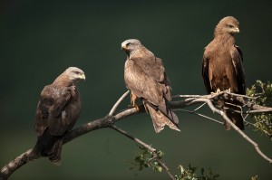 Irudian, hiru hegazti