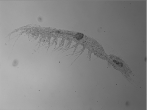 Batinela espezie barria: 'Vejdovskybathynella vasconica'.