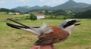 Irudian, artzandobi bat