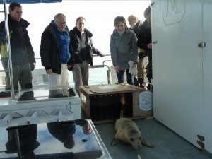 Bermeon askatutako itsas txakurra