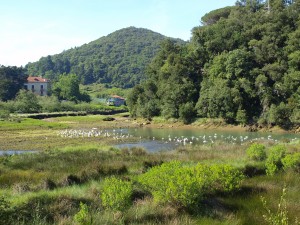 'Baccharis halimifolia' Urdaibain