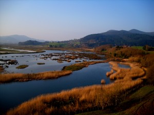 Padurak, Gautegiz Arteagako Urdaibai Bird Centerretik