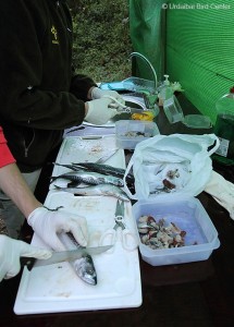 cebando_periodicamente_a_los_pollos