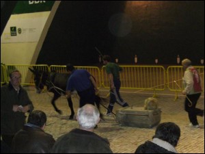 Asto probak Mendatan