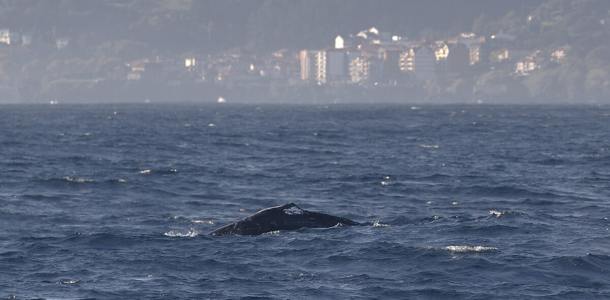 Yubarta balea Urdaibaiko Biosfera Erreserban
